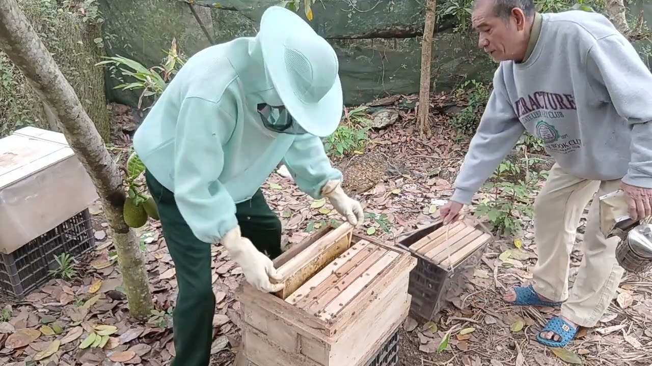 Khai thác mật đầu xuân năm 2926#matongnguyenchat 