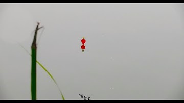 Câu lục ổ cá đè phao liên tục - cận cảnh cá rô phi quấn ổ giật mỏi tay | bài mồi câu cá siêu nhạy