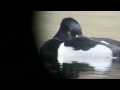 Ramp! Ringsnaveleend GEWOND? Appingedam 3 april 2017 Donny. Digiscoping nr7