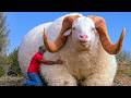 20 Goat Breeds With The Most Surprising Traits!