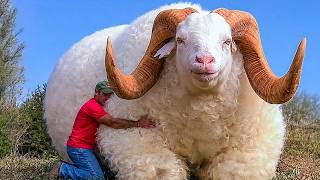 20 Goat Breeds With The Most Surprising Traits!