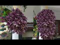 Hanging plant ideas|How to make amazing hanging pots| hanging decoration ideas| hanging plants