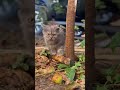 Cats #cats #cat #catvideos  #catshorts #catsofinstagram #catsofyoutube #persiancat #catstory #shorts