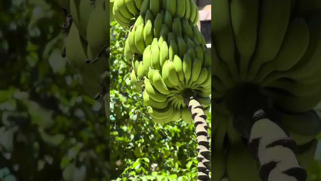 Остров ла Диг Сейшелы 🇸🇨 