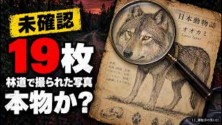 【未確認】林道で撮られた19枚の写真…学者は「12の点で酷似」と言った。絶滅から120年、ニホンオオカミ生存説を検証