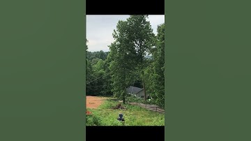 BIG Poplar Tree Falls!