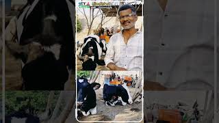 लंपी,मस्टाटीस,गोचीड ताप, भाकड समस्याग्रस्त दूध उत्पादक टिकवायचा तर मिल्क चार्जर खात्रीचं #cow #dairy