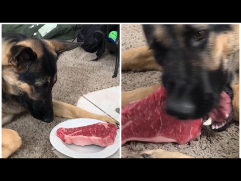 german-shepherd-eating-big-chunk-of-raw-meat---feeding-steak-to-kara---first-time---shout-outs