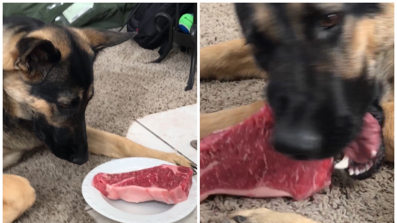 German Shepherd Eating Big Chunk of RAW 