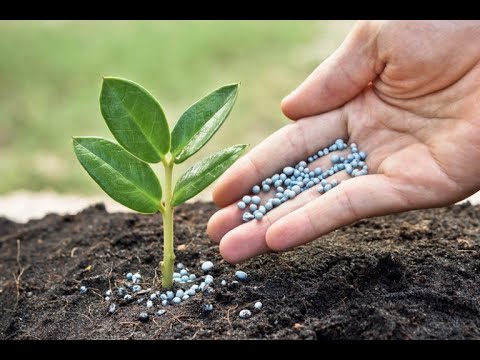 إزاي النبات يمتص النيتروجين