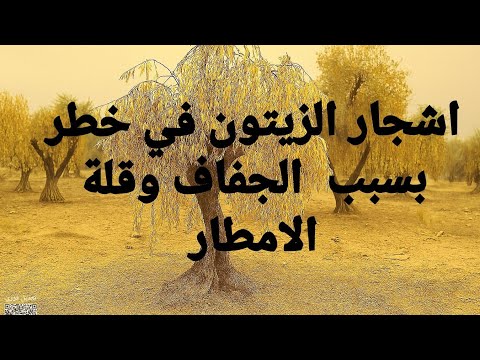 بسبب قلة الامطار والجفاف خطر يهدد اشجار الزيتون بالزبول