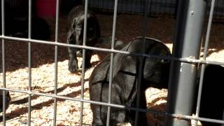 Mixed Puppies German Short Haired Pointer, Rottweiler, Lab