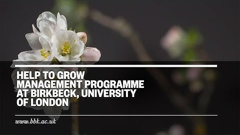 Help to grow management programme at Birkbeck, University of London