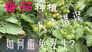 【渔耕笔记】种番茄 | 常见的八大西红柿番茄种植错误及如何避免发生