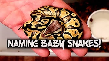 Giving names to my ball python hatchlings