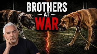 These Brothers Tried to Bite Each Other | Better Human Better Dog | S04E05