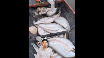 Nông dân thu hoạch cá khủng độc lạ #cacconvat #docla #fishing