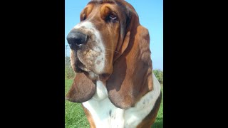 Basset Hound  Pros and cons, price, how to choose, facts, care, history