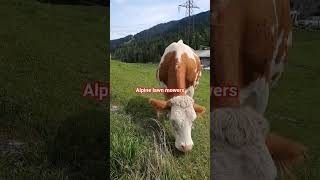 Alpine lawn mowers #travel # #europe #alp