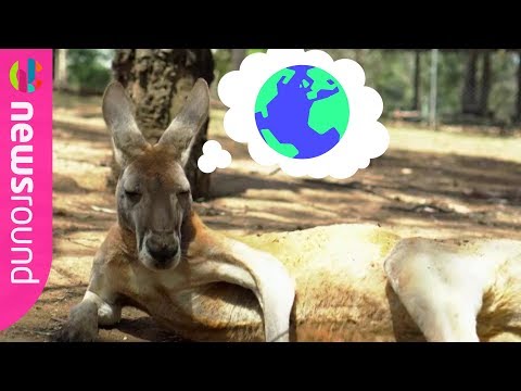 Video: Kodėl Australijoje išgyvena supakuoti žinduoliai?