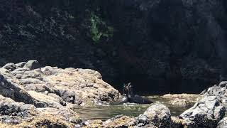 seals having fun and enjoying