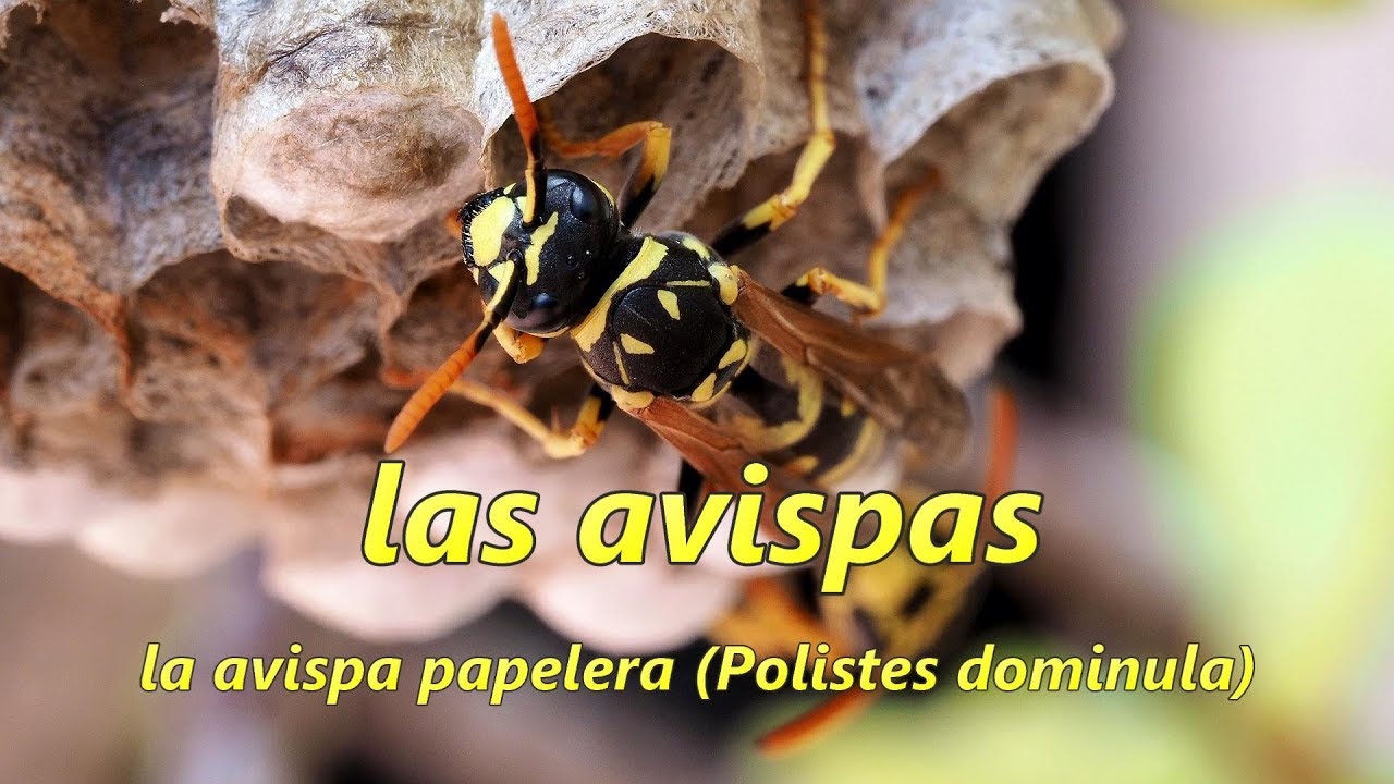 SABES QUE LAS AVISPAS SON UNOS INSECTOS INCREÍBLES? THE WASPS 