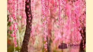 картинка: 🌹🌹Кори 🌹🌹Зубайдулло 🌹хамаи 🌹🌹 мавлудхои 🌹бехтарин🌹🌹