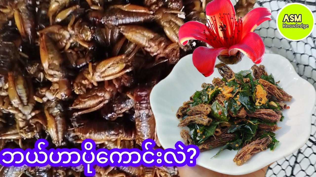 လက်ပံပွင့် နဲ့ ပုရစ်ကြော် ဘယ်ဟာပိုကောင်းလဲ? လက်တွေ့ ကြော်စားမယ် #asmknowledge