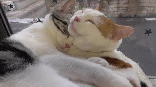 猫　保護猫　お昼寝　【ねこ cat】