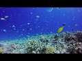 ケラマの海  水中ムード動画