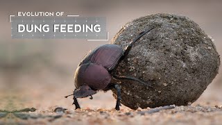 How Dung Beetles Evolved To Eat Poop