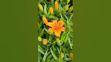 First Tiger Lily to the party 🧡 #lily #garden #spring #flowers