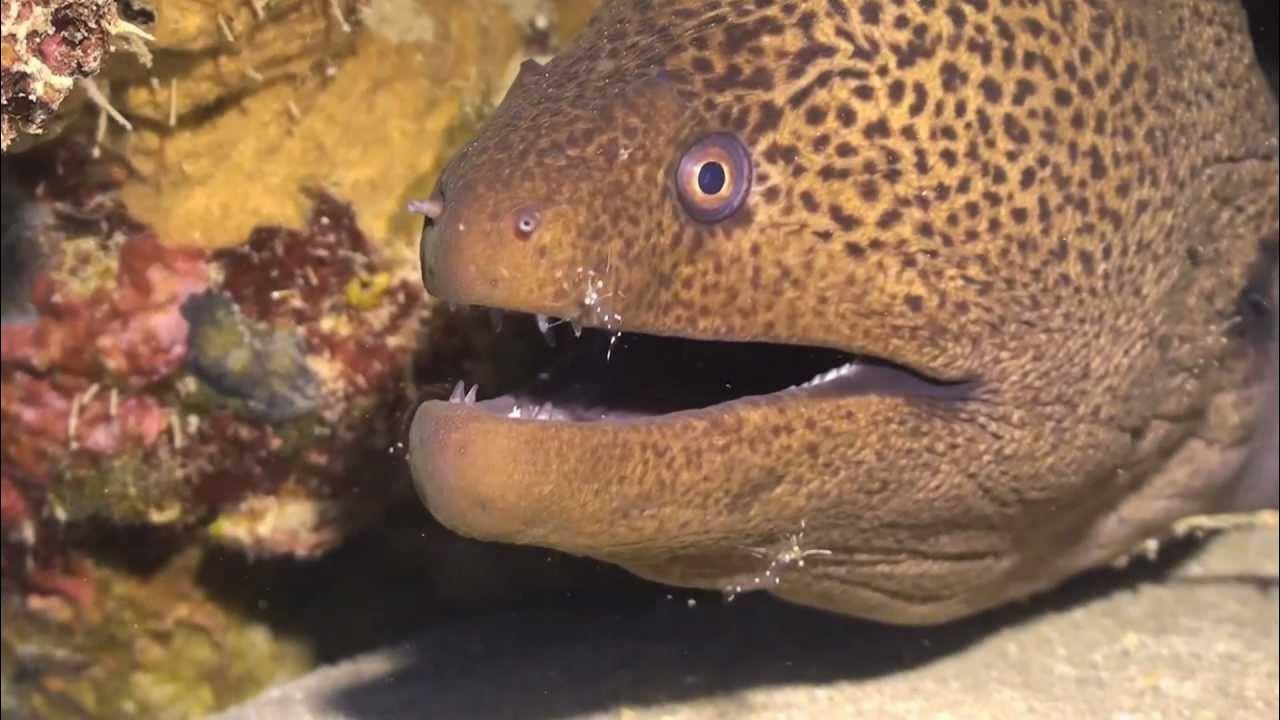 Красное море мурена Скат