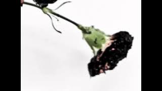 The Beginning (Audio)