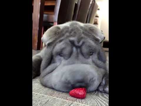 Шарпей и клубника
