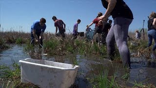 Saving Engeldinger Marsh