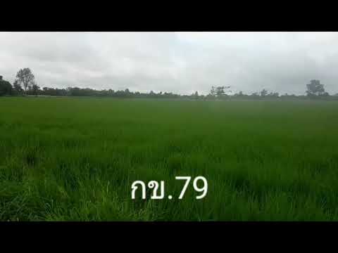 วีดีโอ: วิธีรับไฮโดรคลอไรด์