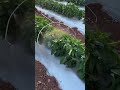 the process of watering plants in the garden #watering #plants #popular #viralshorts #shorts