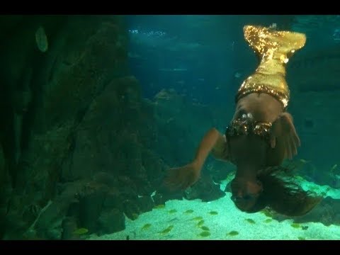 РУСАЛКИ СУЩЕСТВУЮТ!!! Реальные кадры из океанариума!