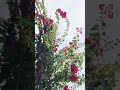 bougainvillea flower #cinematic #flowers #trending #shortvideo