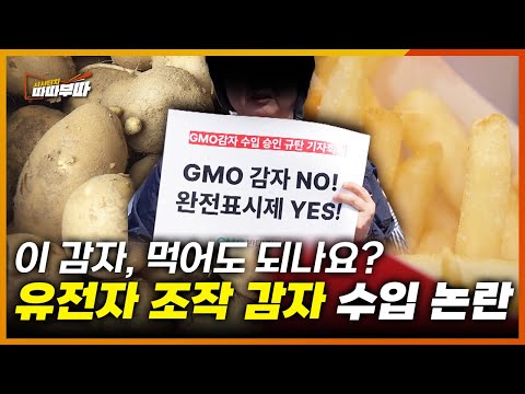 “유전자 조작 감자, 발암 물질은 줄였지만… 또 다른 위험이 생겼다?” 국산 농가의 불안부터 소비자 반발까지, 감자 수입 논란의 진실은? | 시사터치 따따부따 EP.50