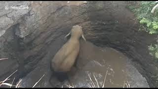 Liveleak Dot Com Srec2 1542032465 Wa3Puingh70Xjrhdvj0Essbdxfpeatz01542031719Mp4 Mp4 5Be98C7Bef37B