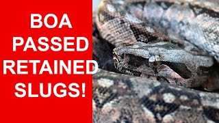 Retained Slugs and Embryos: A Downside to Breeding Boas (and what to do it it happens to your boa)