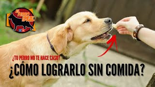 Como hacer que mi perro me obedezca solo a mi...[sin comida]🥩 by Elperroideal 5,066 views 1 year ago 9 minutes, 8 seconds