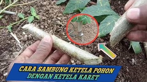cara sambung singkong karet dengan singkong biasa