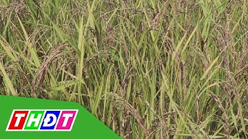 Nữ nông dân Đồng Tháp trồng thử nghiệm giống lúa đen | THDT