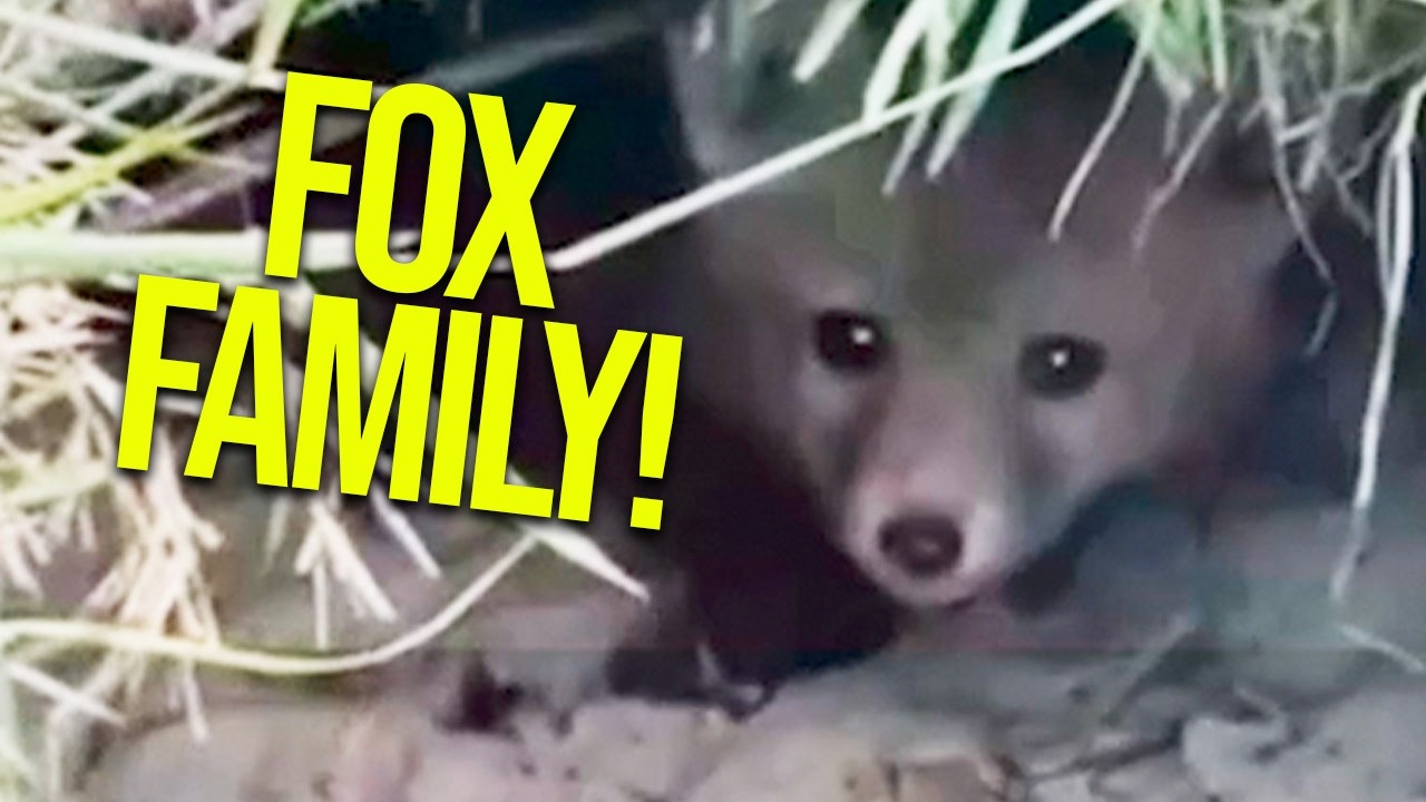 Fox family dens next to our chickens!
