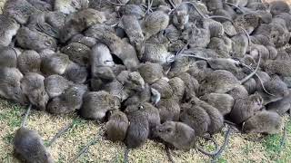 Trang trại nuôi chuột đồng lớn nhất miền bắc