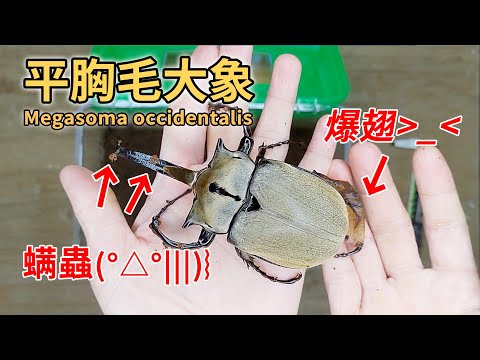 【山林蟲坊】平胸毛象收成及羽化縮時攝影 | Megasoma occidentalis: Harvest and Time-lapse photography of Emerging