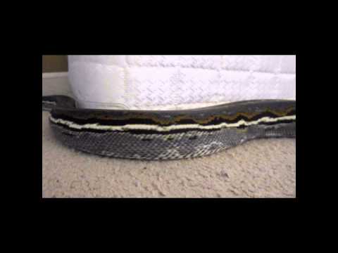Retics "Crawl by" Video